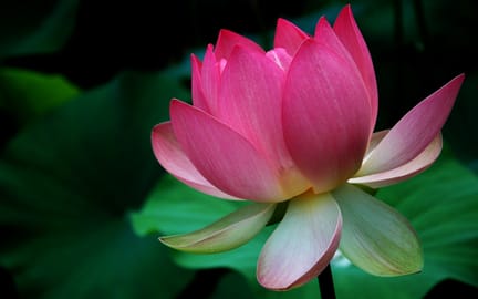 Lotus