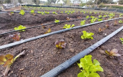 Happy Farm Greens