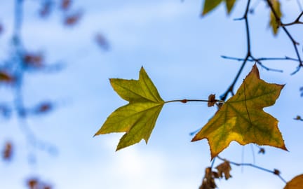Leaves