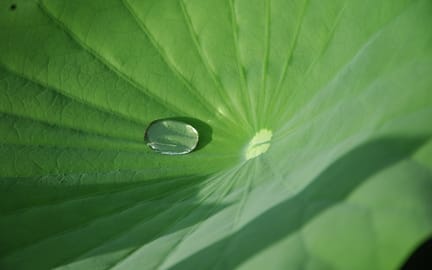 Lotus leaf
