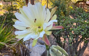 Bees Oct 2021