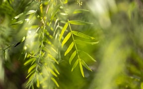 Day Of Mindfulness 20241110 2