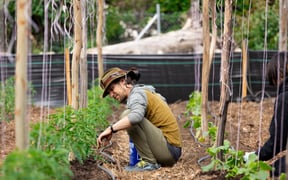 Happy Farm 20250426 2