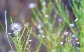 Holiday Retreat20250101 50