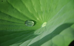 Lotus leaf