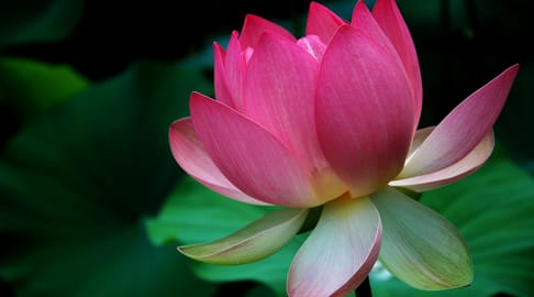 Lotus