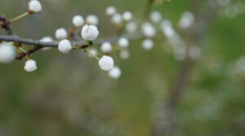 Plum buds Spring LH 2020 300x300