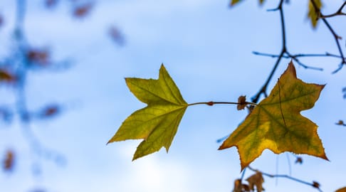 Leaves