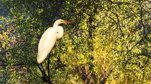 R6 2842 egret