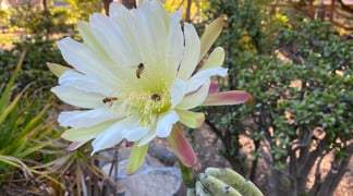 Bees Oct 2021