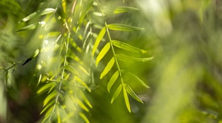 Day Of Mindfulness 20241110 2