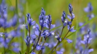 Plum Village Spring Flowers2 300x300