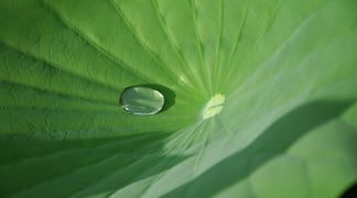 Lotus leaf
