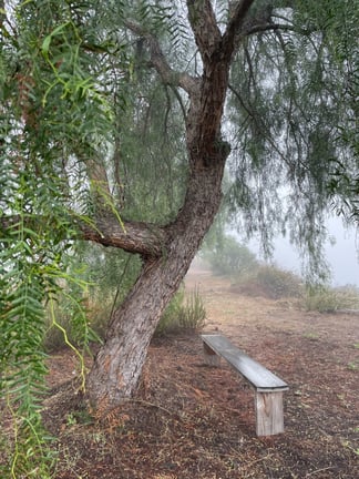 Peaceful bench under a tree