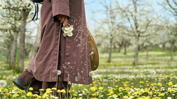 Off dandelions plumvillage
