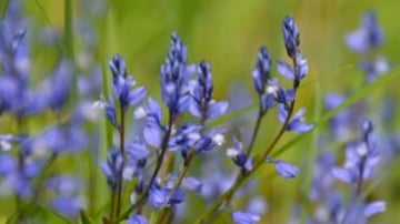 Plum Village Spring Flowers2 300x300