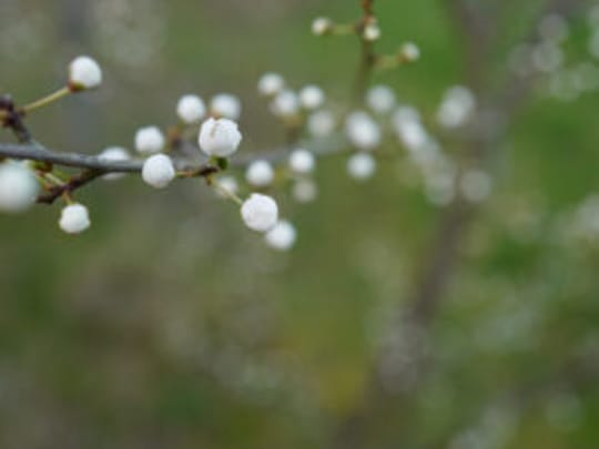 Plum buds Spring LH 2020 300x300