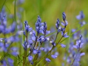 Plum Village Spring Flowers2 300x300