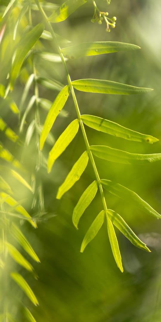 Day Of Mindfulness 20241110 2